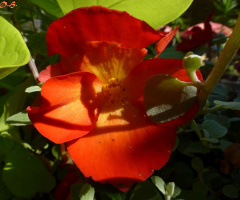 I love red