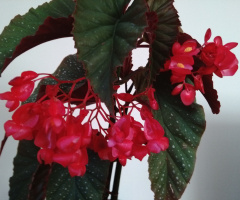 Begonyanin guzeli