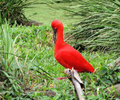 In red!