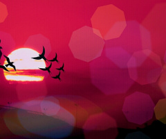 Bird's ballet in the sky 