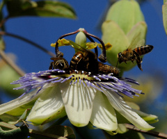 tik..tak.. tik.. tak... saat çiçegi.....