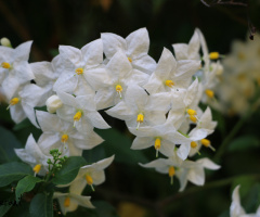 White Flowers