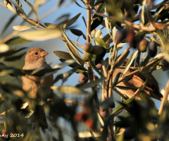 just time to eat  the olives 