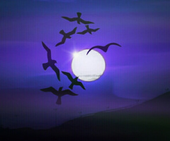 Ravens fly at night 