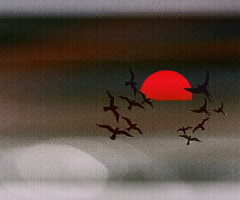 Bird's ballet in the early morning 