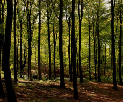 I Love The Forest.