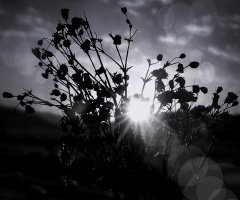 Dawn breaks beyond the tree 