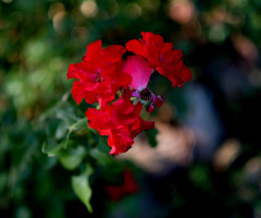Bokeh