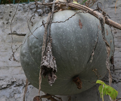 KABAK