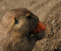 A Carrot For A Little Chap