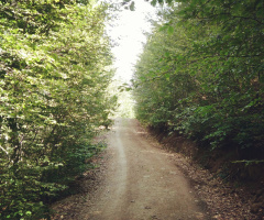Orman Yolu