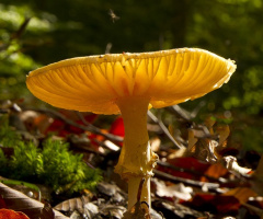 Mantar-Mushroom