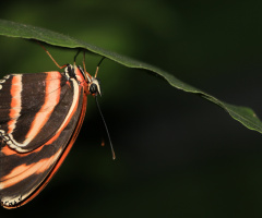 Butterfly VII