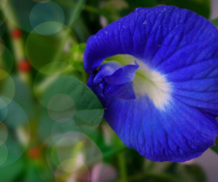 Blue Blooming Season