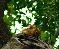 Sincap / Squirrel