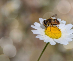 a honeybee