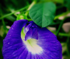 Blue Blooms