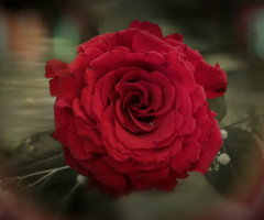 A Rose for Rose 