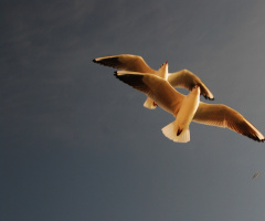 Seagulls