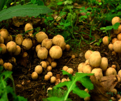 Mantar / Mushroom