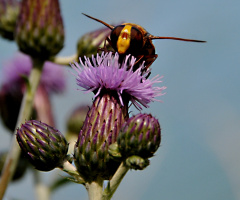 arının polen aşkı....