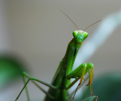 Peygamberdevesi / Mantis