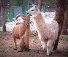 LAMA VE KEÇİ