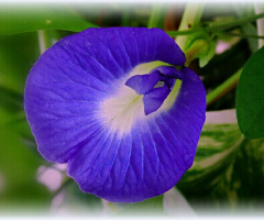 Good Evening 