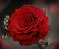 A Red Rose 