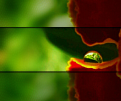 Drop on petal 