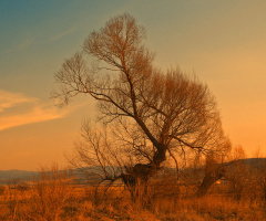 alone