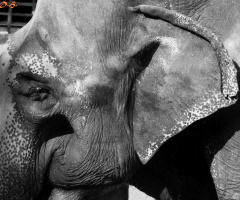 Elefant