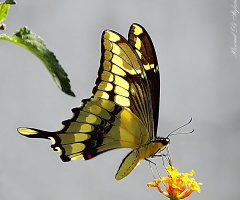 Butterfly