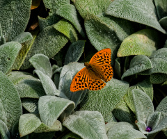 Butterfly 