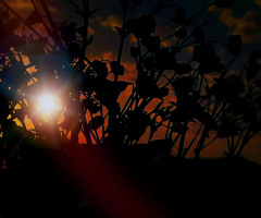 Morning Has Broken 