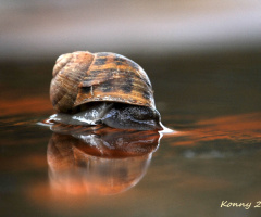 news from the snail 