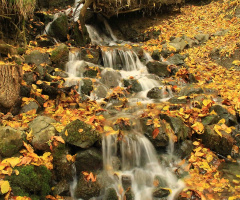 Yedigöller-Bolu