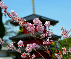 Cherry Blossom