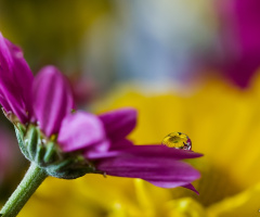 Flowers and Drops