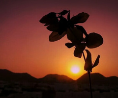 Standing alone at dusk 