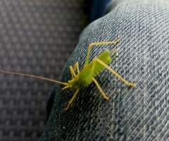 A Green Visitor On My Knee
