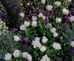 Flowers In A Garden...