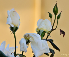 roses are always beautiful.... 
