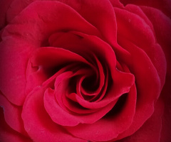 Red Rose 