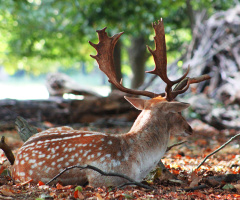 Young Deer