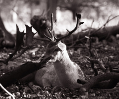 Deer camouflaged with branches