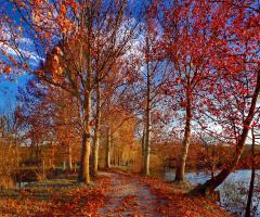 autumn colors