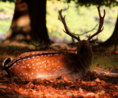 Deer shows the horns from behind