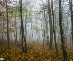 Bahçecik/Başiskele/Kocaeli/Türkiye