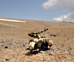 toroslardan